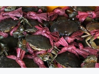 Salt farmers earn more by breeding crab in field