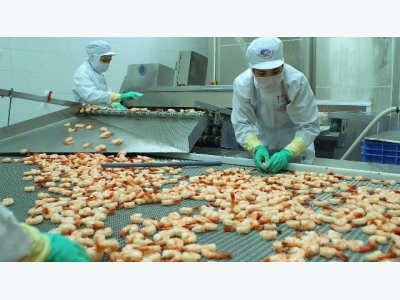 EU becomes largest importer of Vietnamese shrimp