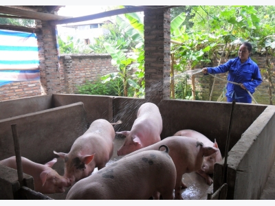 Hiệu quả chăn nuôi lợn theo quy trình VietGap