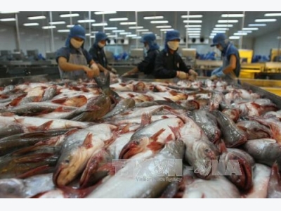 Thuế chống phá giá của Mỹ không ảnh hưởng đến xuất khẩu cá tra Việt Nam
