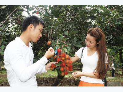 Ninh Thuậns orchard model a success