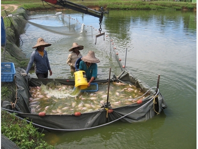 Fisheries and aquaculture: Sister activities with a common goal