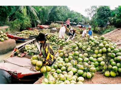 Coconut farming languishing
