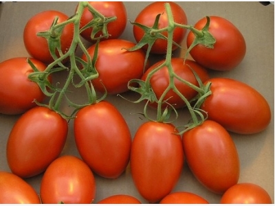 Higher US tomato market beckons in the Fall