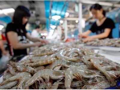 China, ASEAN the key growth shrimp markets in future