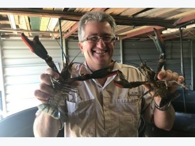 Redclaw crayfish industry struggles to meet booming demand, but dry conditions make it hard