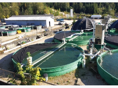 Sturgeon aquaculture in British Columbia: Are we there yet?