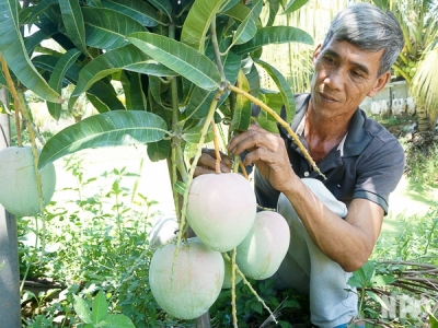 LẠ MÀ HAY: Hóa phép 1 cây xoài ra 2 loại trái, bỏ ống 90 triệu/vụ