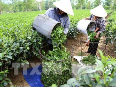 Vietnams tea exports fall in both volume and revenue