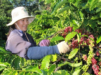 Coffee farmers fall short of tree replacement target