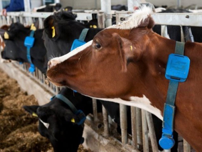 Nghiên cứu tính kháng thuốc diệt côn trùng của ruồi tại các trại chăn nuôi bò sữa