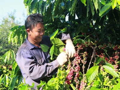 VN coffee industry feeling the heat from lower prices