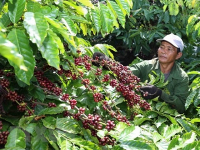 Vietnams processed coffee looks to create a buzz in global markets