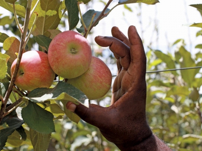 Free State apple farmers climate-smart management
