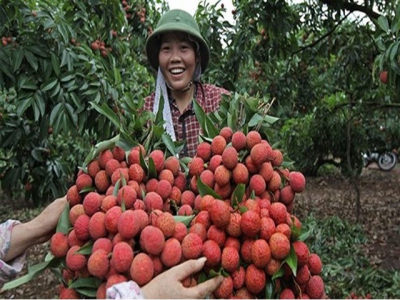 Vietnam struggles to export fruits to demanding markets