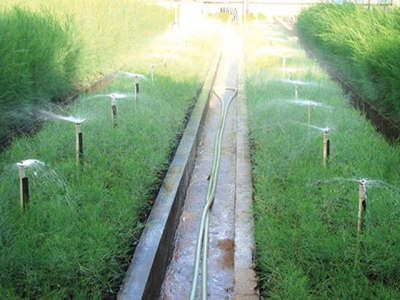 Tưới tiết kiệm nước cho cây trồng cạn