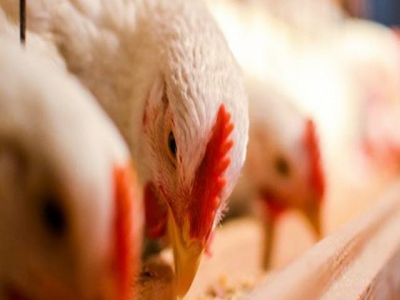 Broiler lighting, insect feeds focus of new research grants