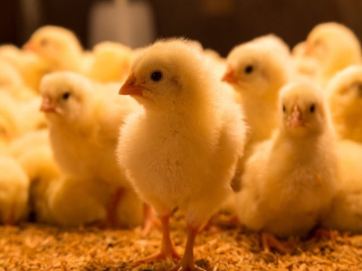 Organic acid, essential oil blend may boost chicken efficiency, immune function