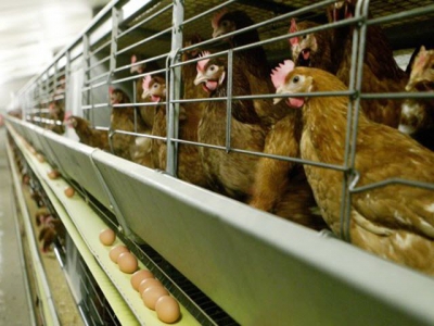 Progress on OIE Global Hen Housing Standards