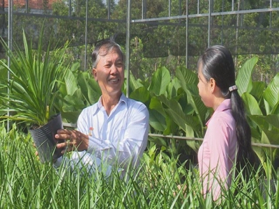 Nông dân Sa Đéc trồng thành công cây phát tài Singapore