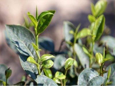 Vietnams tea exports fall 6.9 percent in revenue