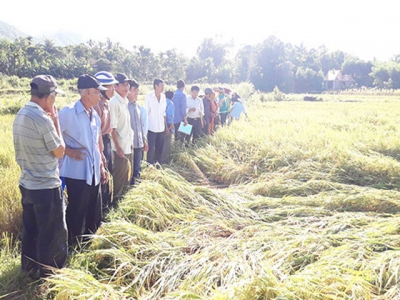 Trồng lúa theo hướng giảm phát thải