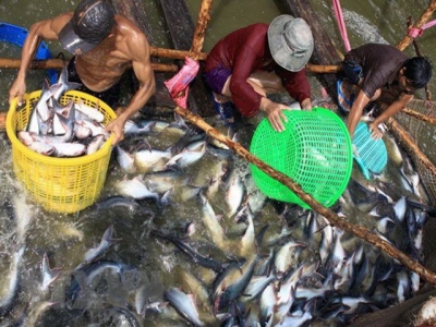 Prices of tra fish continue to drop in July