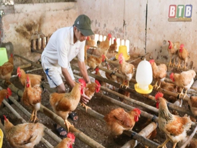 Phụ nữ Bắc Giang phát triển kinh tế từ mô hình chăn nuôi gà thả vườn  Báo  Phụ Nữ Việt Nam