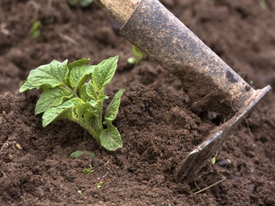 Weed control and ridging of potatoes