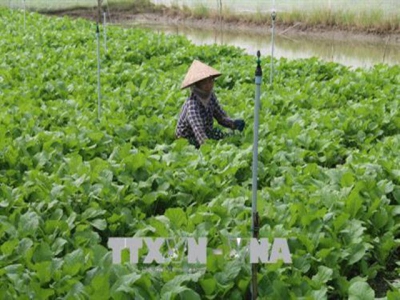 Luân canh lúa - màu, hướng làm giàu bền vững cho nông dân vùng Đồng Tháp Mười