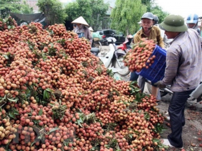 China imports nearly 91% of Vietnams lychees