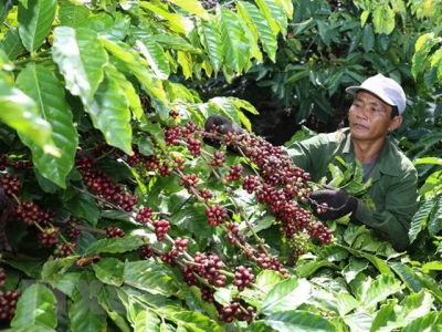 Building brand name for Vietnams coffee