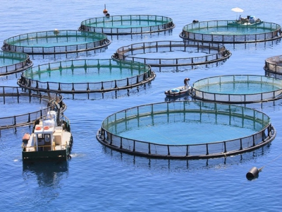 Essential oil use could reduce parasite load in farmed fish
