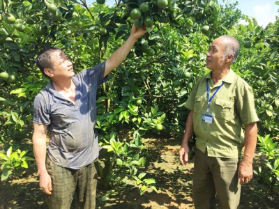 Veterans of An Nghia Commune develop citrus plantation