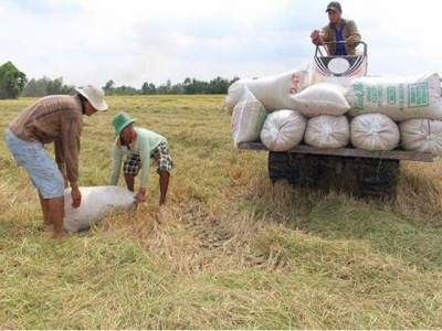 Chinese firms explore Mekong Delta for rice trade