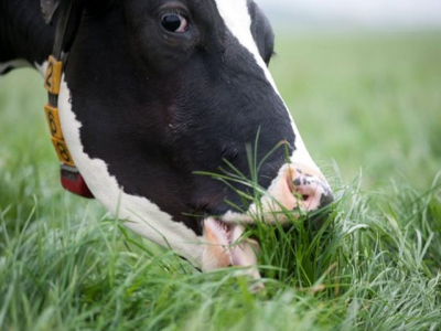 New research claims health benefits of grass-fed milk