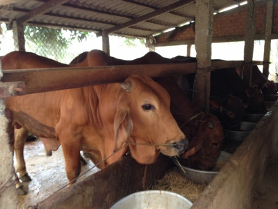 Nhu cầu về protein và amino acid đối với bò sắp đẻ (BSĐ)