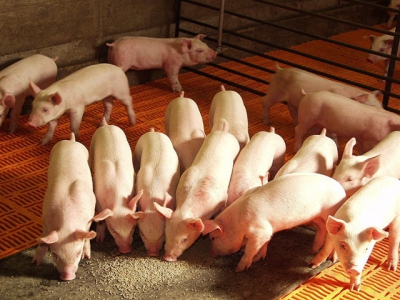 Giá trị dinh dưỡng của thóc và gạo lật dùng trong chăn nuôi lợn