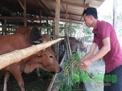 Lập nghiệp với mô hình chăn nuôi bò