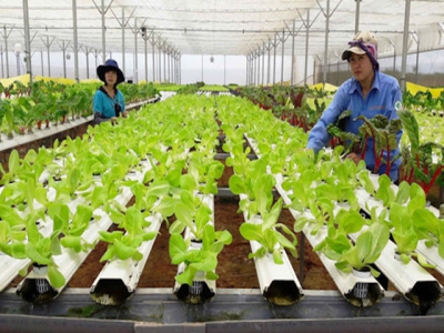Investors still cannot make profits from hi-tech agriculture production