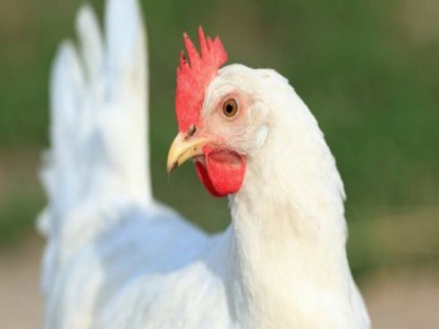 Genetic architecture of survival examined in laying hens