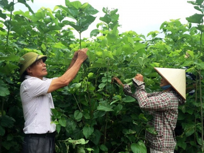 Dâu tằm trên vùng đất mới, 3 lứa bằng thu nhập cả năm trồng lúa, ngô