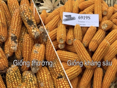 Công nghệ giống kháng sâu - khắc tinh của sâu keo mùa thu