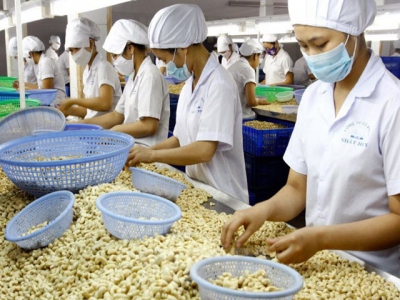 Europeans are nuts about Vietnam cashews