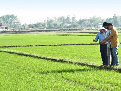 Long An VnSAT project helps farmers increase profits and reduce production costs