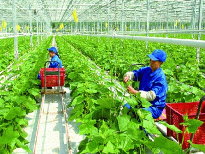 Labour export in agricultural: a golden chance for Vietnamese farmers