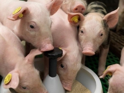 Controlling dietary buffering capacity in piglet feeds