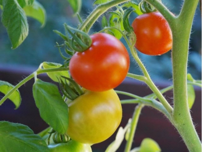 Một số loại bệnh hại trên cây cà chua và biện pháp phòng trừ - Phần 2