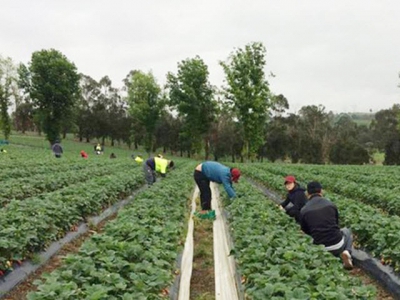 Vietnamese farmers find success in farming in Australia