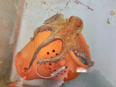 Getting to grips with octopus farmings ethical issues